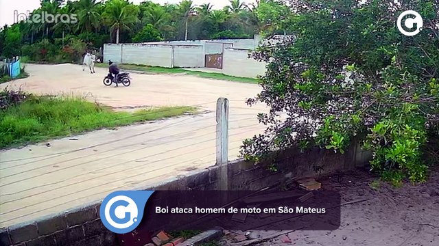 Boi ataca homem de moto em São Mateus