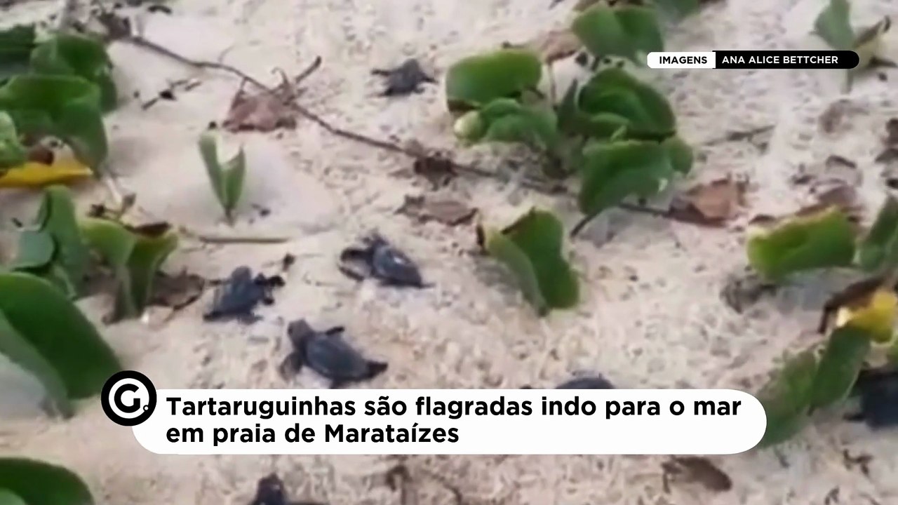 Tartaruguinhas são flagradas indo para o mar em praia de Marataízes