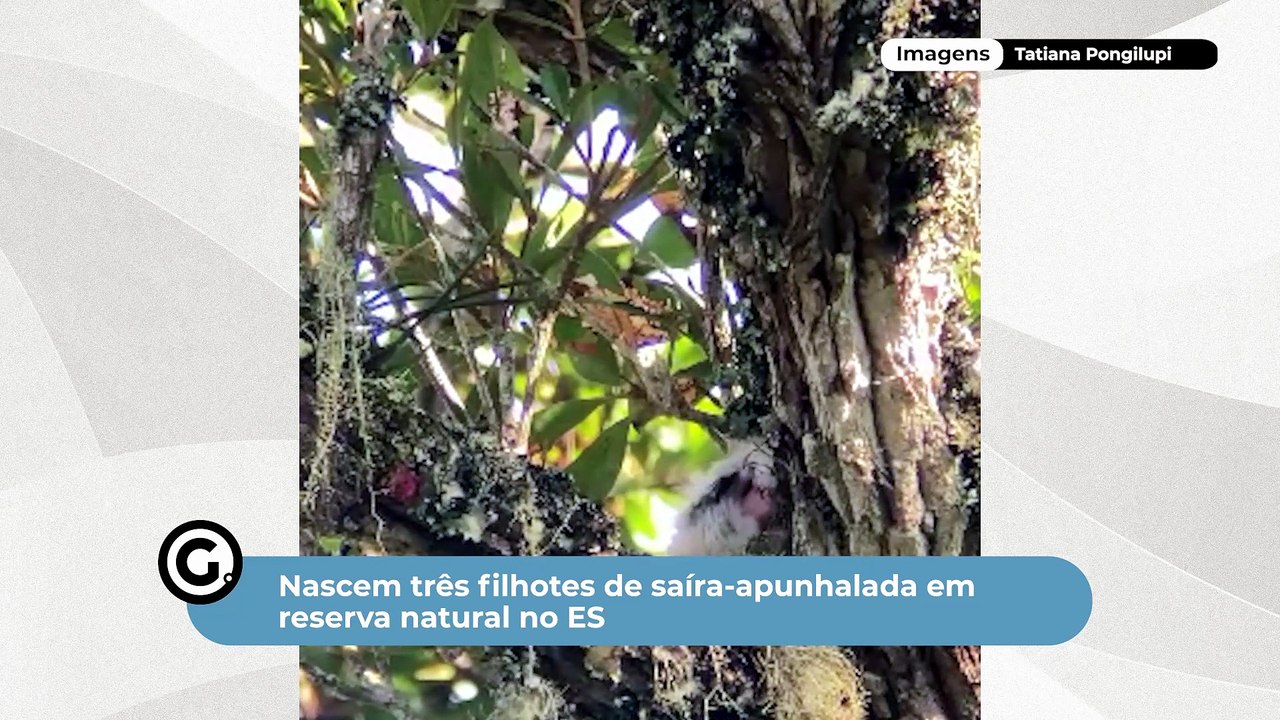 Nascem três filhotes de saíra-apunhalada em reserva natural no ES