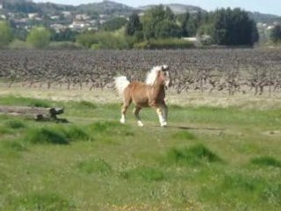 Mes chevaux