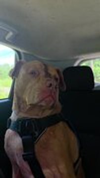 Medicated Dog Looks Completely Zoned Out in His Own World