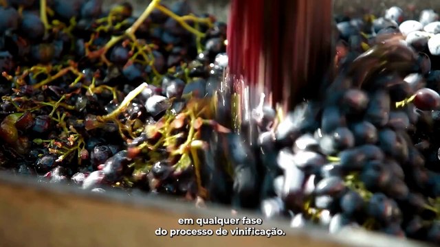 Vinhos orgânicos, biodinâmicos e naturais: entenda as diferenças