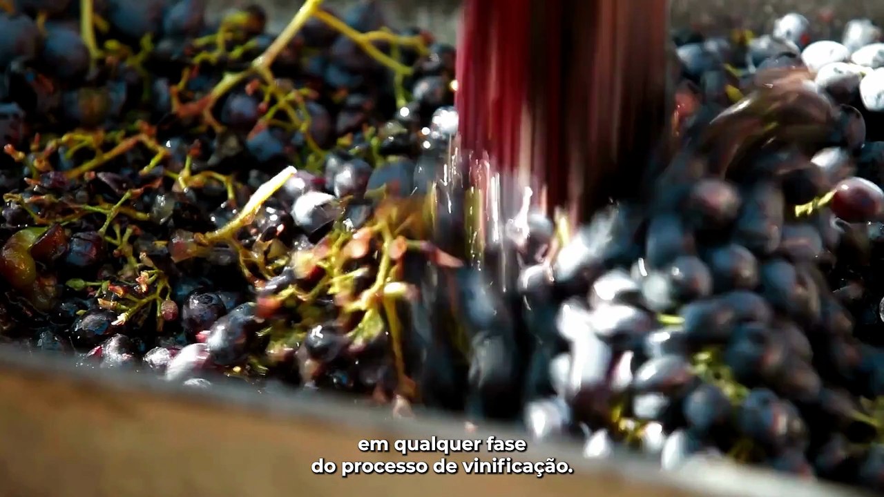 Vinhos orgânicos, biodinâmicos e naturais: entenda as diferenças