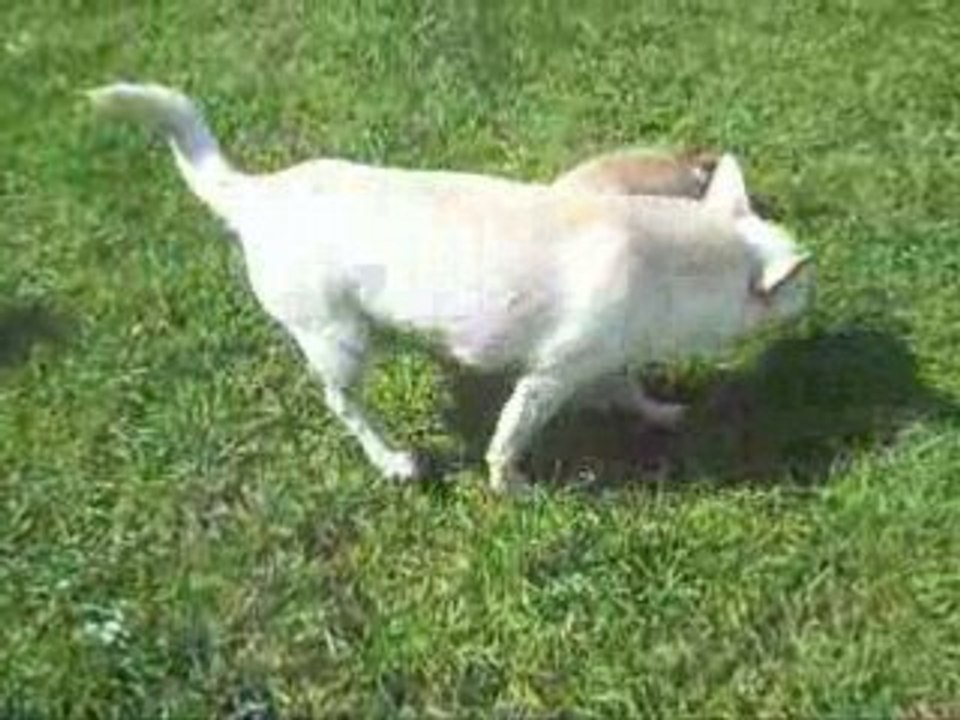 1ère sortie bébé de banquise suite