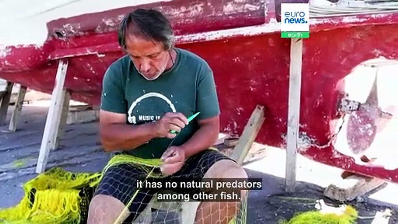 'I'll have to buy new nets': Killer pufferfish are devastating Crete's fishing industry