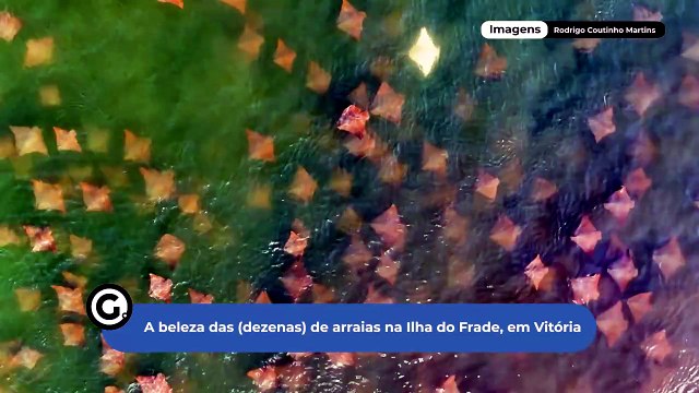 A beleza das (dezenas) de arraias na Ilha do Frade, em Vitória