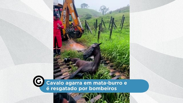 Cavalo agarra em mata-burro e é resgatado por bombeiros