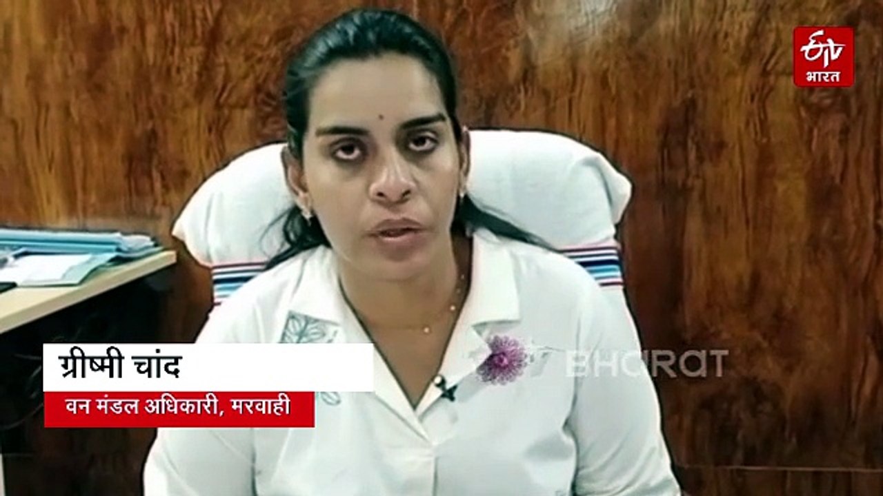 हाथियों को पत्थरबाजी, वन विभाग का सख्त एक्शन, वन्यजीव संरक्षण अधिनियम के तहत होगी कार्रवाई