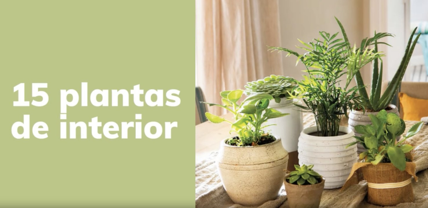 Plantas de interior que viven bien sin luz