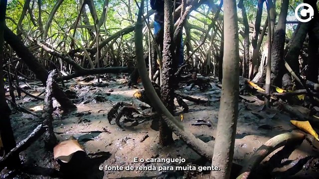Tesouros Capixabas: tradição do caranguejo no ES inspira até tatuagem
