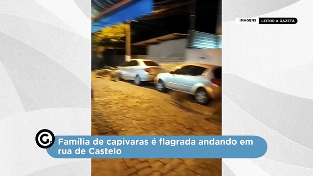 Família de capivaras é flagrada andando em rua de Castelo