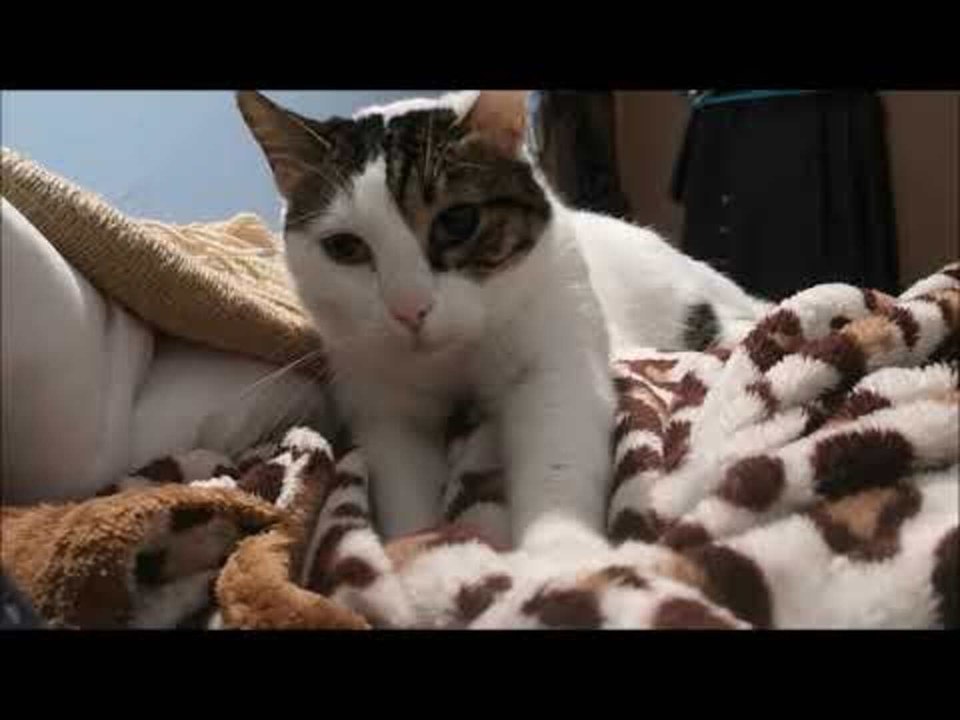 Cat Purrs and Kneeds Blanket
