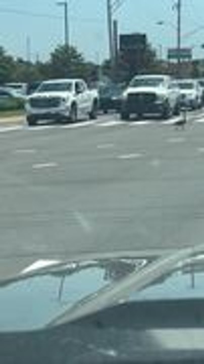 Family of Geese Use Crosswalk to Cross Busy Intersection