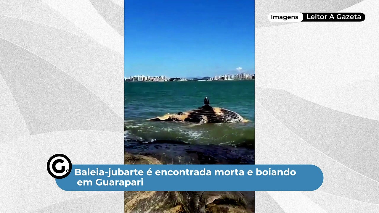 Baleia-jubarte é encontrada morta e boiando em Guarapari