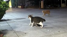 When 'Crab Walk' Mode Fails Completely & Ends in a Fight