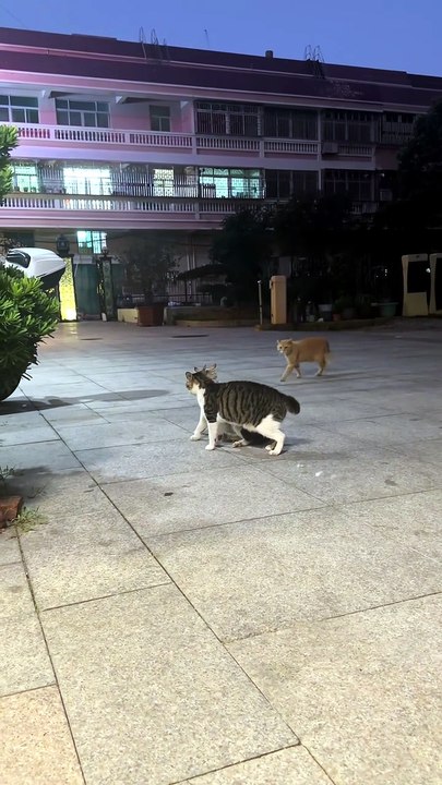 When 'Crab Walk' Mode Fails Completely & Ends in a Fight