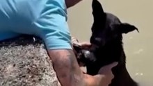 Rescatan a una perra y su cachorro, abandonados en una acequia de Murcia con un ladrillo atado