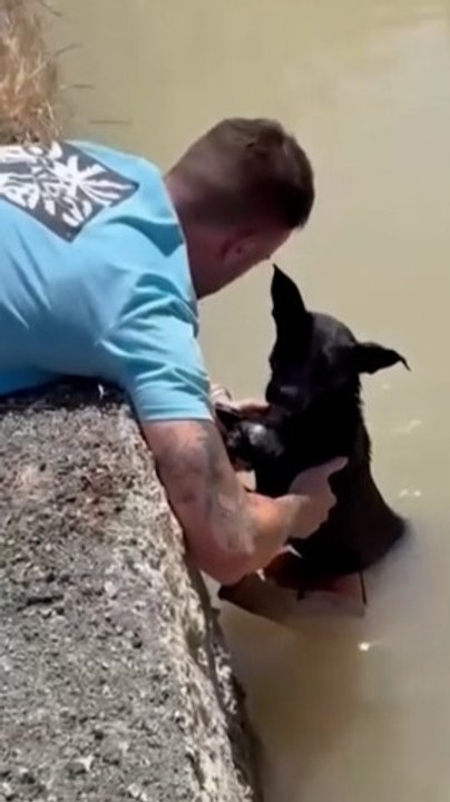 Rescatan a una perra y su cachorro, abandonados en una acequia de Murcia con un ladrillo atado