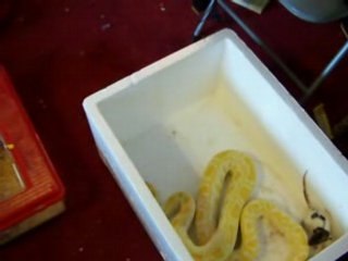 python molure vs rat