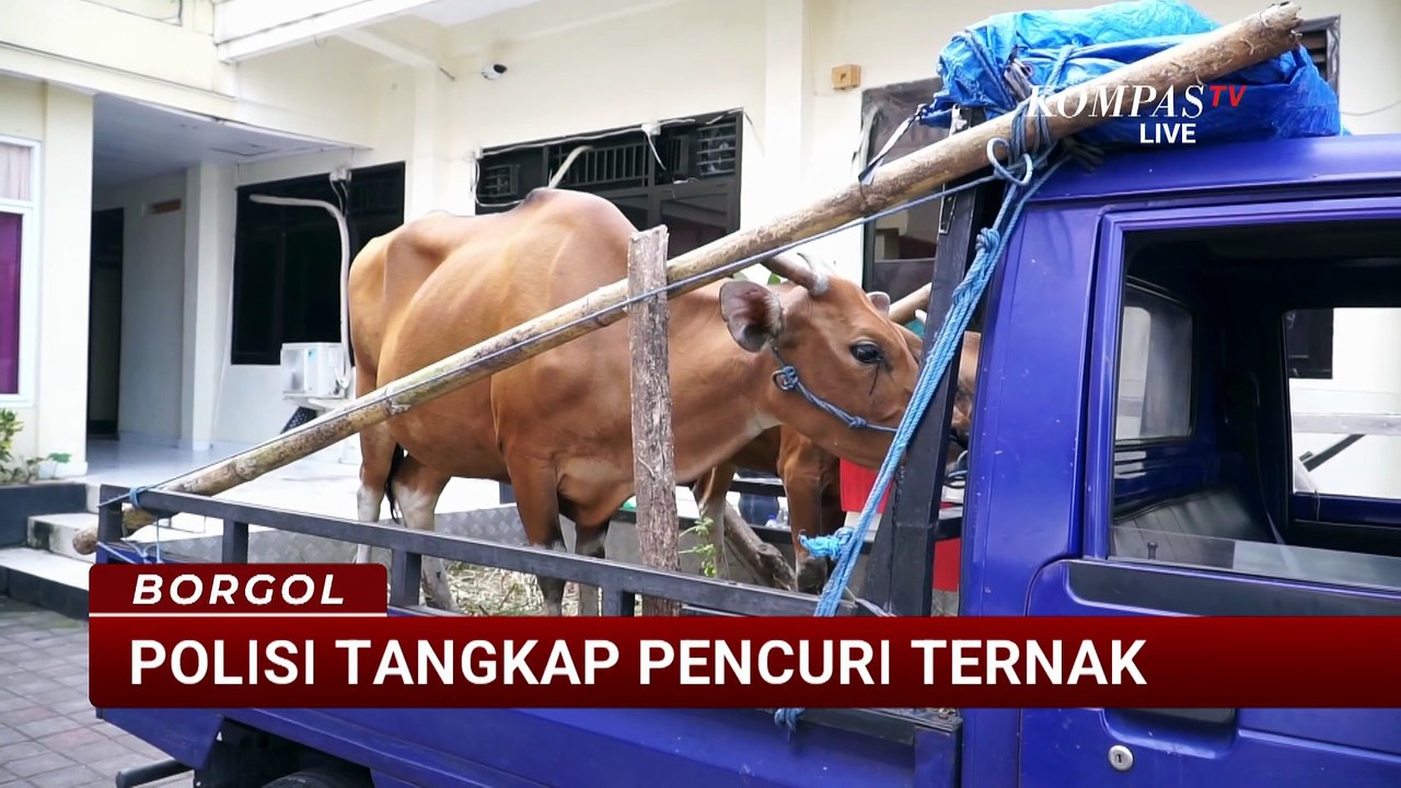 Pencuri Sapi dan Babi di Karangasem Diringkus Polisi Usai Beraksi di Dua Kecamatan | BORGOL