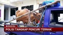 Pencuri Sapi dan Babi di Karangasem Diringkus Polisi Usai Beraksi di Dua Kecamatan | BORGOL