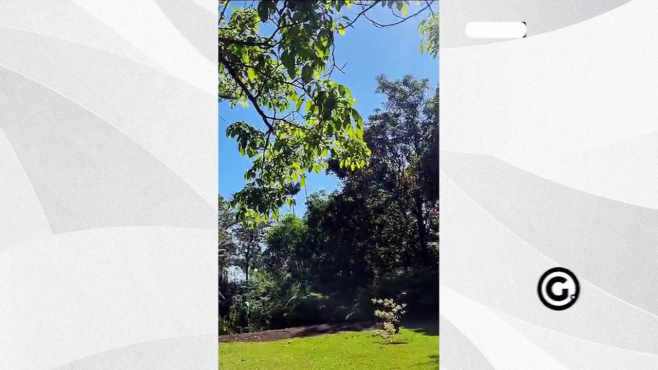 Prefeitura de Vitória corta árvores na Ilha do Frade