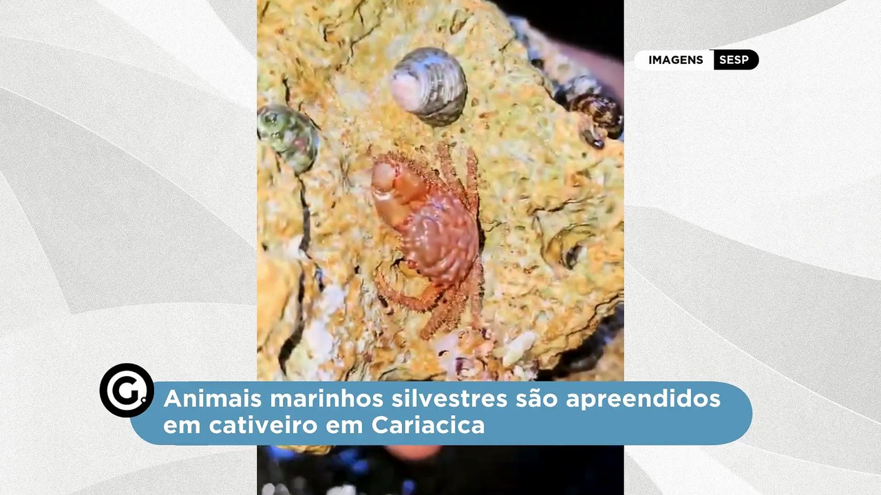 Animais marinhos silvestres são apreendidos em cativeiro em Cariacica