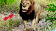 Lion is King but elephant is more powerful #shorts #animals #nature #lion #elephent #trending #viral #newvideo