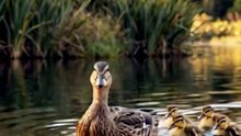 🦆 Ducklings Learn to Swim | Amazing Nature Lesson for Kids
