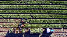 Agricoltura e crisi geopolitiche: uno scenario ridisegnato