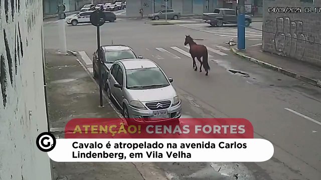 Cavalo é atropelado na avenida Carlos Lindenberg, em Vila Velha