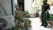 The secret vegetable gardens of Dakar's rooftops