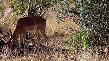 Wild Leopard Uses Perfect Camouflage to Stalk Impala on African Safari