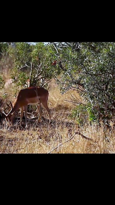 Wild Leopard Uses Perfect Camouflage to Stalk Impala on African Safari