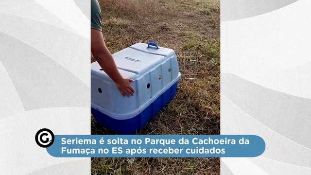 Seriema é solta no Parque da Cachoeira da Fumaça no ES após receber cuidados