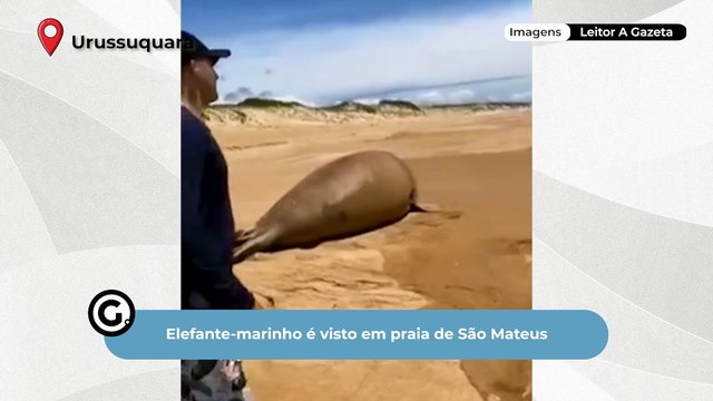 Elefante-marinho é visto em praia de São Mateus
