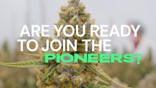 F1 Hybrid Cannabis Seeds by Royal Queen Seeds