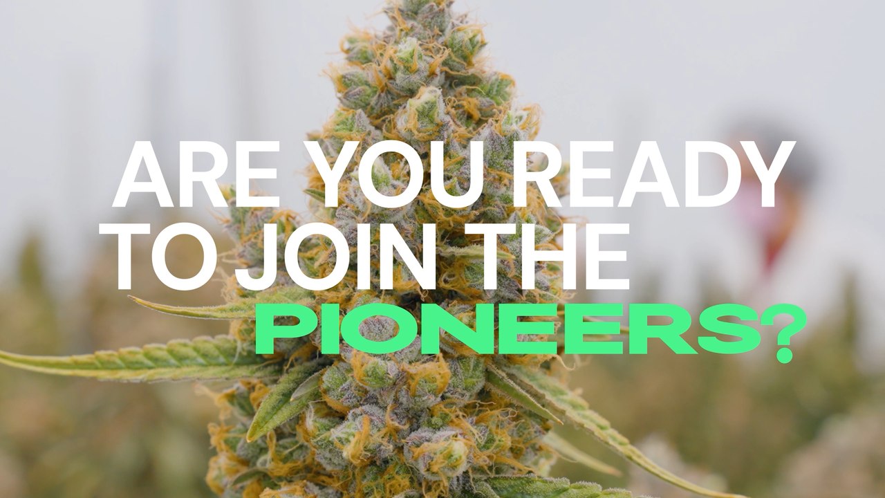 F1 Hybrid Cannabis Seeds by Royal Queen Seeds