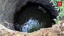 Gujarat: Lioness, Dog Trapped In Well For Hours, Rescued Safely
