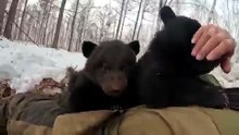 When a Wild Mother Bear Trusts You With Her Cubs