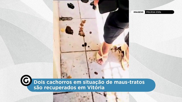 Dois cachorros em situação de maus-tratos são recuperados em Vitória