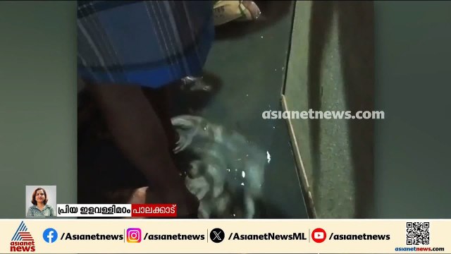 ഷൊർണൂരിൽ കനത്ത മഴയിൽ വീടുകളിൽ വെളളം കയറി
