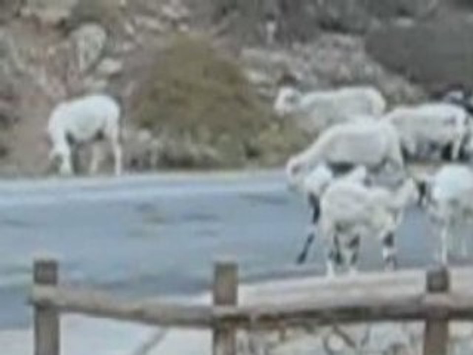 Goats in Moni Preveli