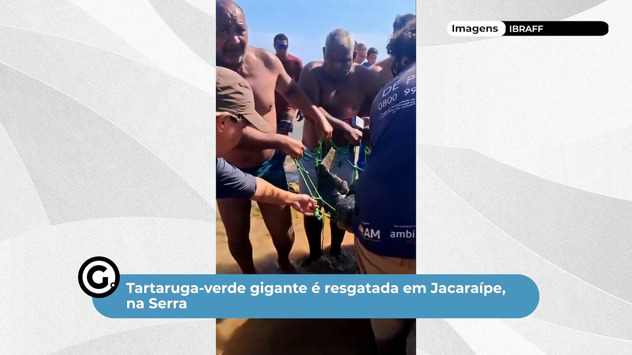 Tartaruga-verde gigante é resgatada em Jacaraípe, na Serra