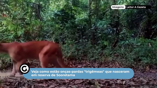 Veja como estão onças-pardas trigêmeas que nasceram em reserva de Sooretama
