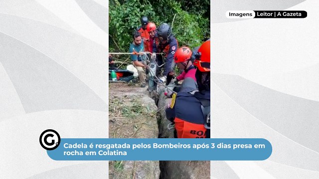 Cadela é resgatada pelos Bombeiros após 3 dias presa em rocha em Colatina