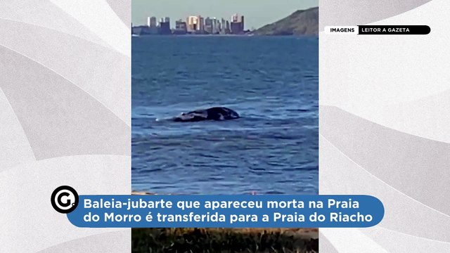 Baleia-jubarte que apareceu morta na Praia do Morro é transferida para a Praia do Riacho