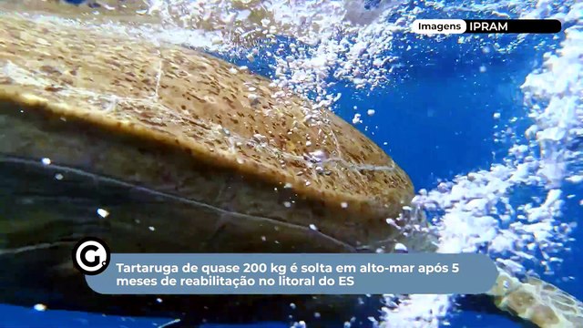 Tartaruga de quase 200 kg é solta em alto-mar após 5 meses de reabilitação no litoral do ES