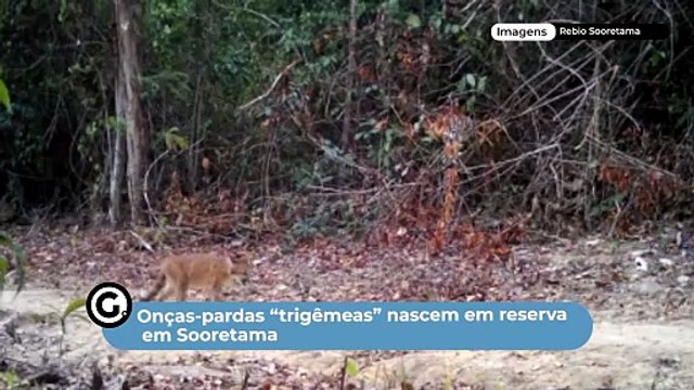 Onças-pardas “trigêmeas” nascem em reserva em Sooretama