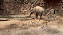 Heartwarming elephant saves struggling baby gazelle in zoo water